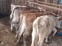 Vaca, Simmental cattle — foto 2