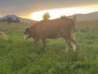 Vaca, Ganado vacuno — foto 1