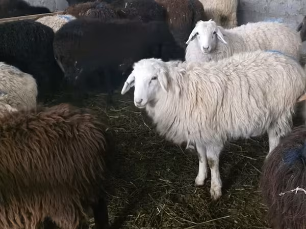 Schaf, Tian-Shan semifinewool sheep