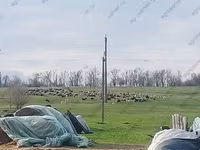 Widder, Romanov sheep — Foto 4