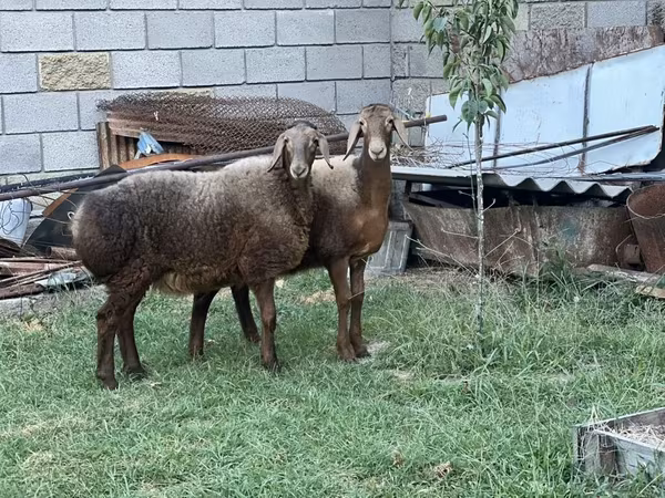 母羊, Arashan sheep