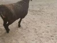 Carnero, Rhon sheep — foto 4