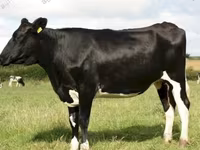 Vaca, Ayrshire — foto 8