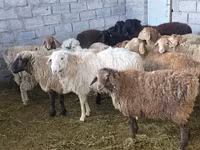 نعجة, Tian-Shan semifinewool sheep — الصورة 5