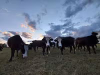 Vaca, Simmental cattle — foto 6