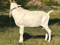 बकरा, Saanen goat — फ़ोटो 2