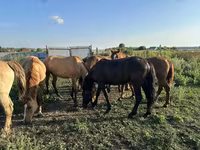 Stute, Horse breed — Foto 4