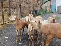 نعجة, Arashan sheep — الصورة 7