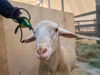 Carnero, Lacaune sheep — foto 2
