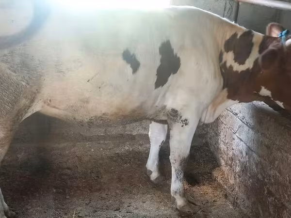 Vaca, Ganado vacuno — Kirguistán