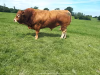 Bulle, Limousin-Kuh — Foto 3