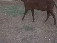 Cabro, Cabras — foto 2