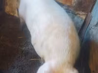 नर सूअर, Ландрас — फ़ोटो 4