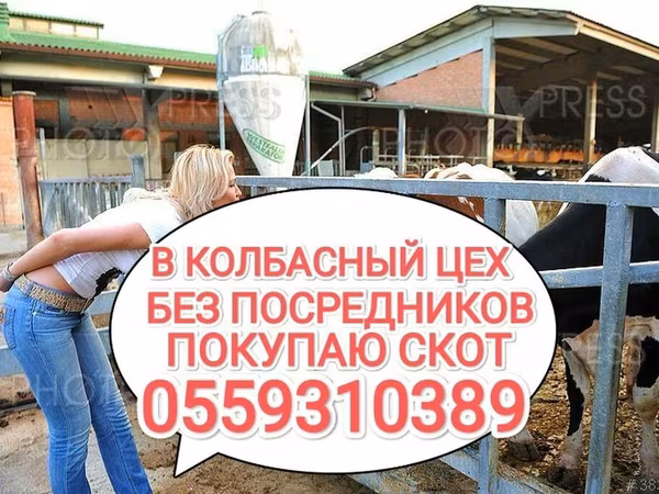 Бык, Коровы — Кыргызстан