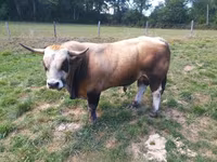 सांड, Aubrac cattle — फ़ोटो 1