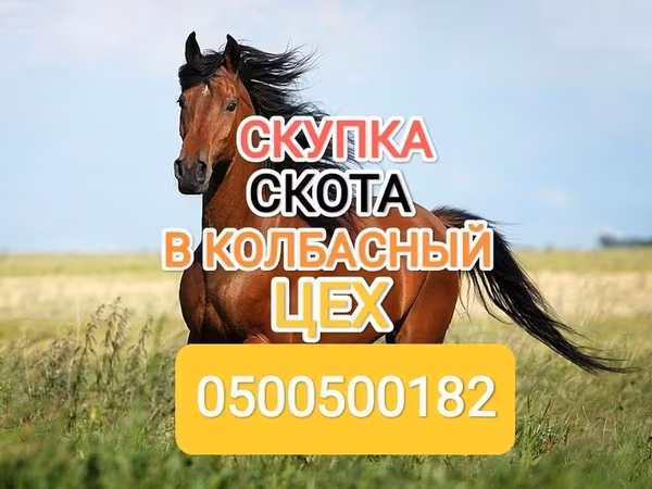 Конь, Лошади — Кыргызстан