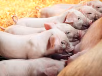 Premixuri pentru animale şi păsări / Премиксы для птиц и животных — 照片 3