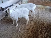 كبش, Baerchuke sheep — الصورة 3