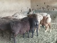 Oveja, Ovejas — foto 2