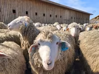 Widder, Edilbay sheep — Foto 3