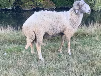मेढ़ा, Karakul sheep — फ़ोटो 1