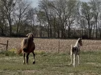 Yegua, Pinto horses — foto 7