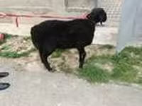 كبش, Hissar sheep — الصورة 8