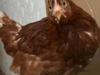 Chickens — الصورة 6