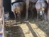 Widder, Arashan sheep — Foto 1