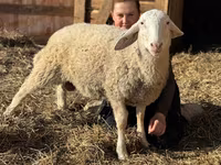 Carnero, Assaf sheep — foto 1