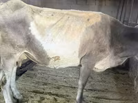 Vaca, Ganado vacuno — foto 1