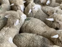 母羊, Sheep — 照片 4