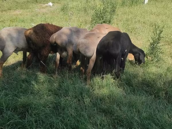 Widder, Kazakh fat-tailed coarsewool sheep