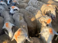 母羊, Sheep — 照片 1