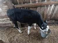 Cow, Cattle — photo 2