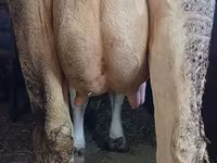 بقرة, Swiss cattle — الصورة 3