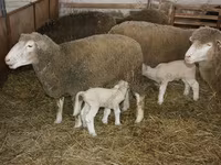 Widder, Dorset horn sheep — Foto 3