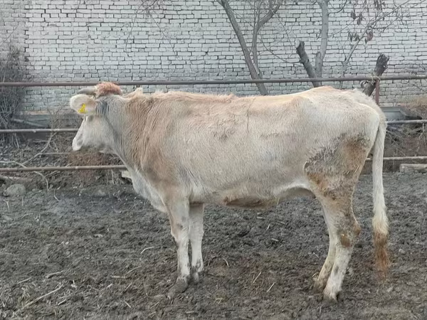 Корова, Коровы — Узбекистан