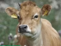 Vaca, Vaca roja danesa — foto 5
