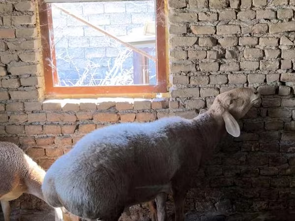 Carnero, Arashan sheep — Uzbekistán
