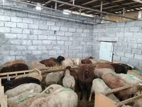 Schaf, Schafe — Foto 7