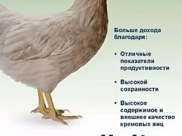 Хай-Лайн — Кыргызстан