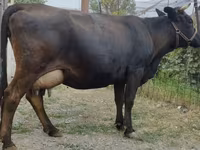 Vaca, Simmental cattle — foto 2