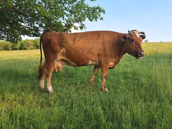 Cow, Cattle