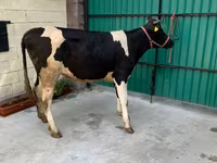 गाय, गोलस्टीन नस्ल — फ़ोटो 2
