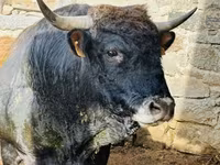 Kuh, Aubrac cattle — Foto 2