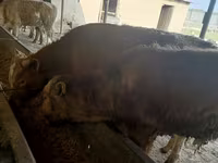 Bulle, Simmental cattle — Foto 6