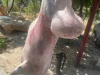 Ram, Rhon sheep — photo 4