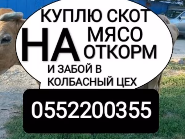 Бык, Коровы