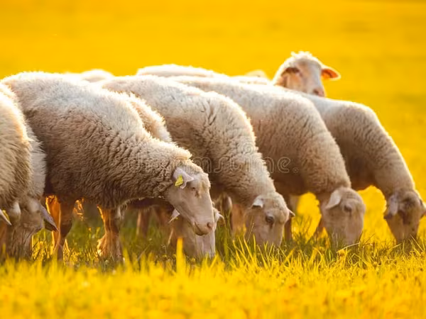 母羊, Sheep
